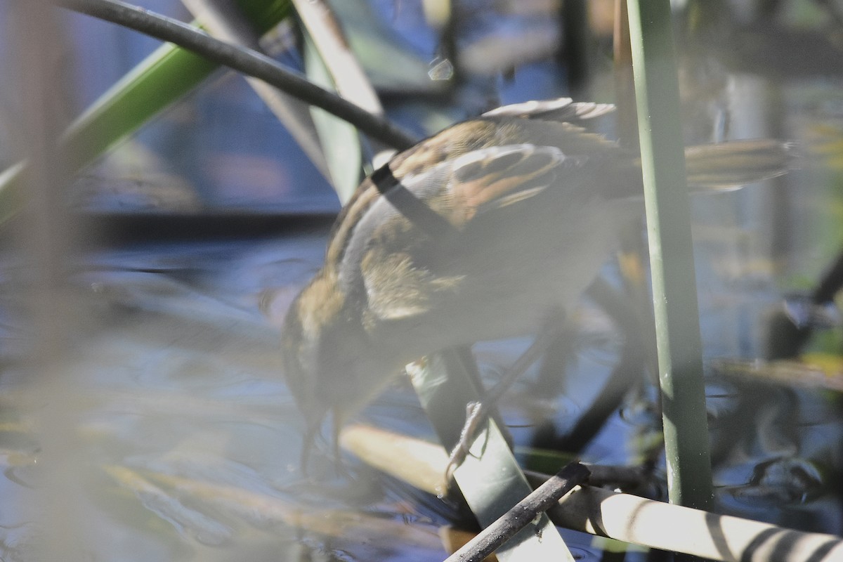 Жункейру - ML644598929