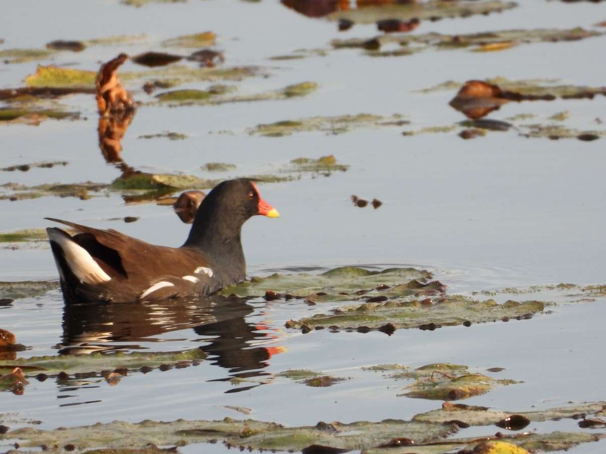 Eurasian Moorhen - ML644598935