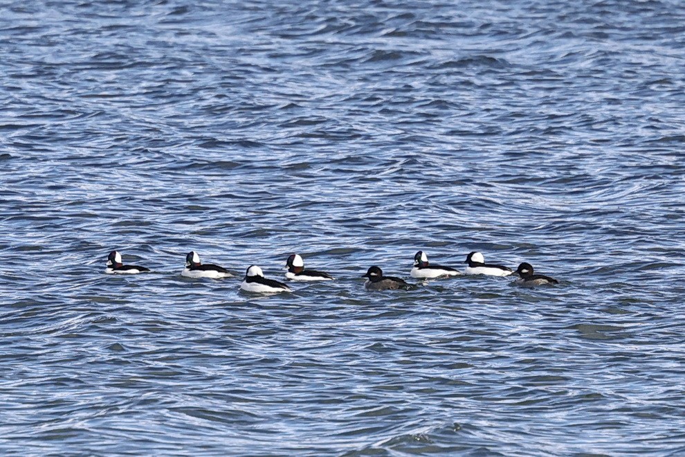 Bufflehead - ML644598936