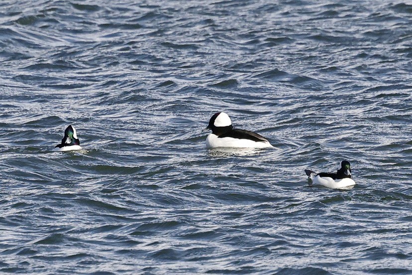 Bufflehead - ML644598937