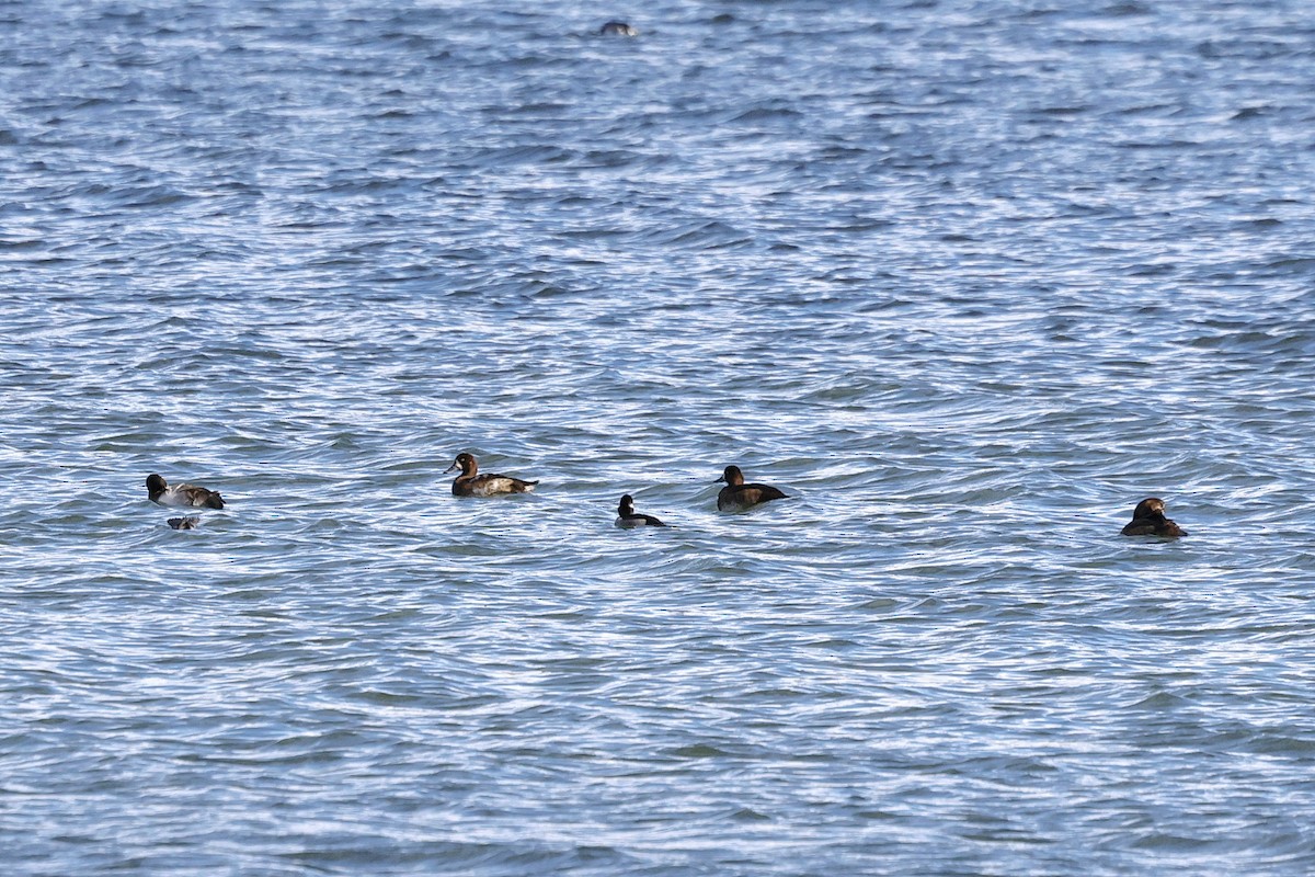 Greater Scaup - ML644598940