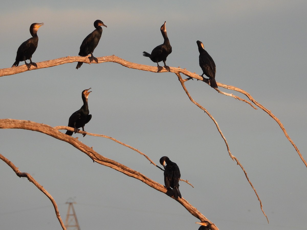 Kormoran - ML644598942