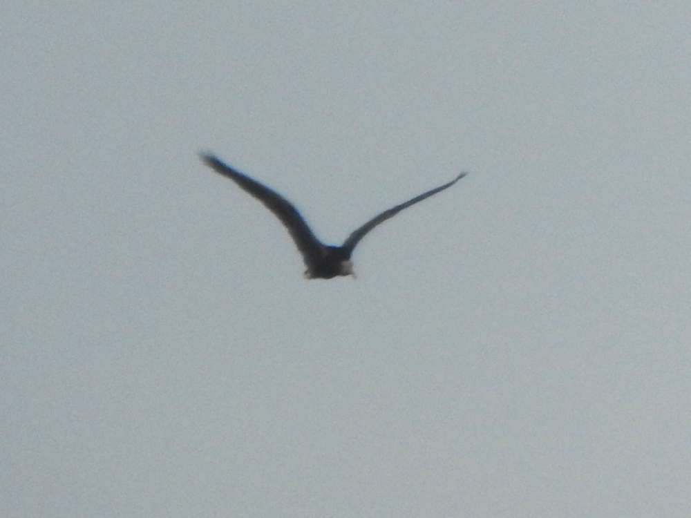 Nacktzügelibis - ML644598955