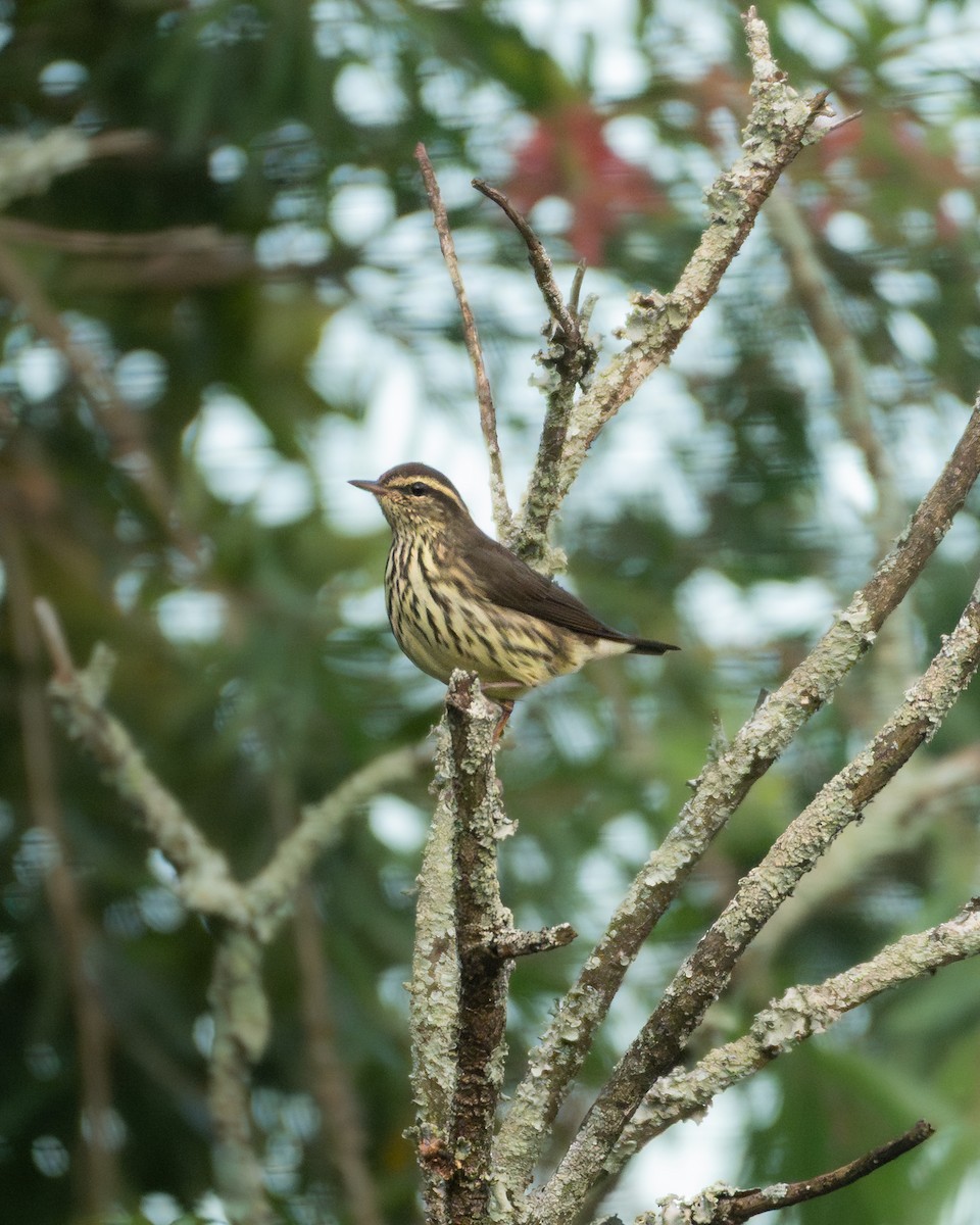 Northern Waterthrush - ML644598957