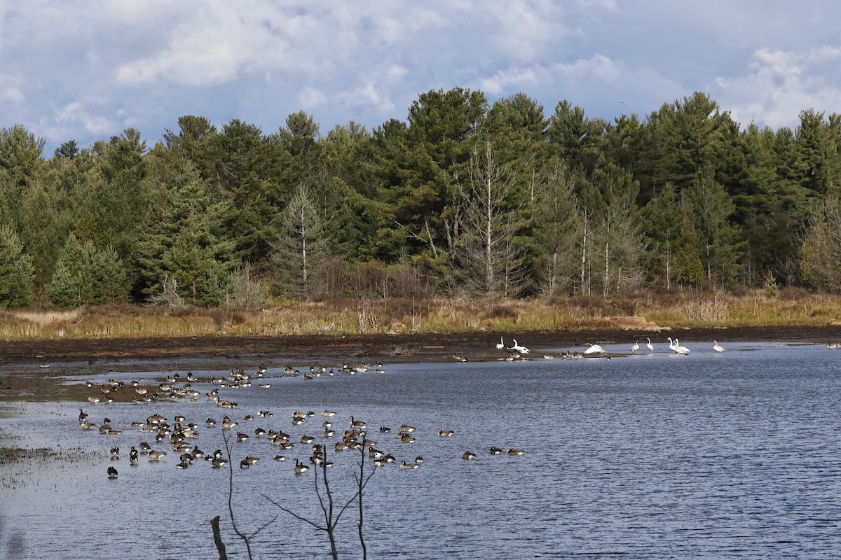Canada Goose - ML644598968