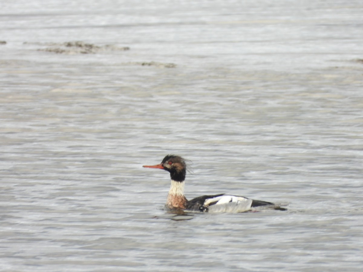 Red-breasted Merganser - ML644598971