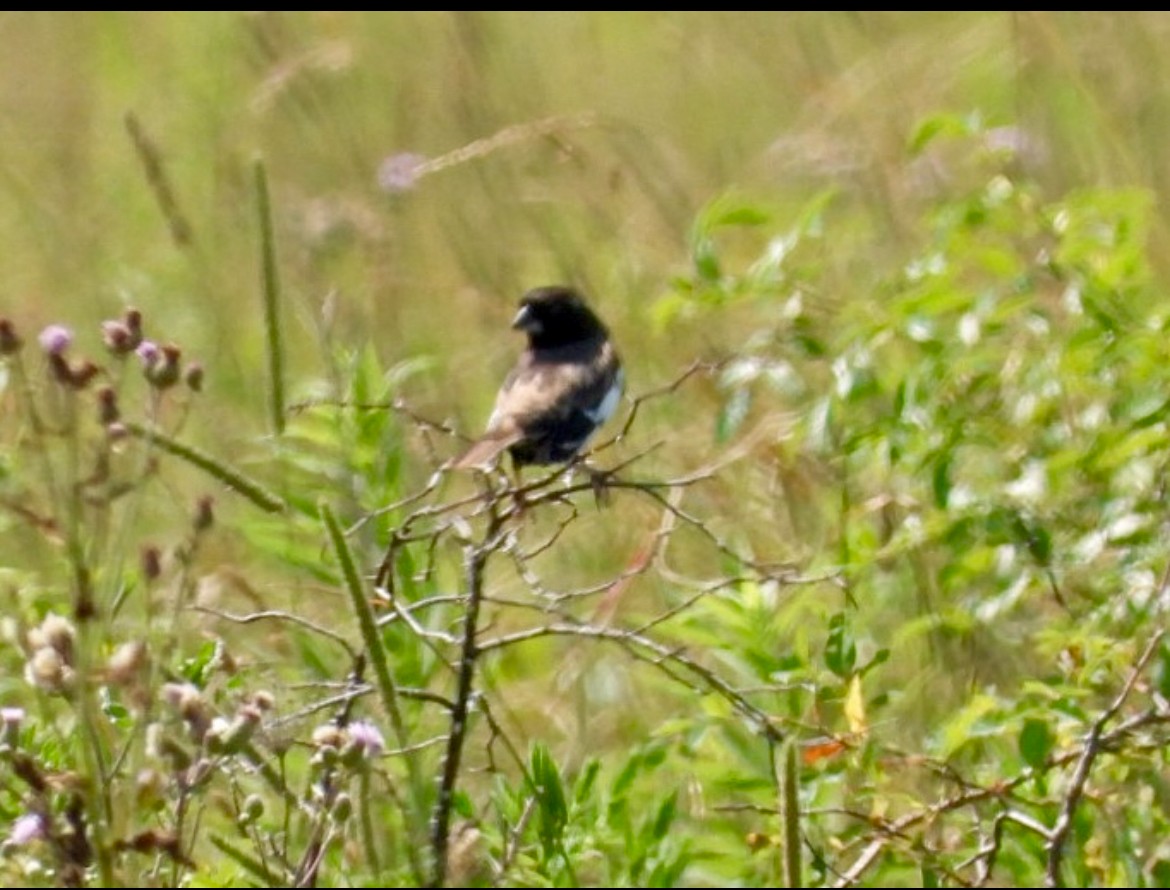 Lark Bunting - ML644598988