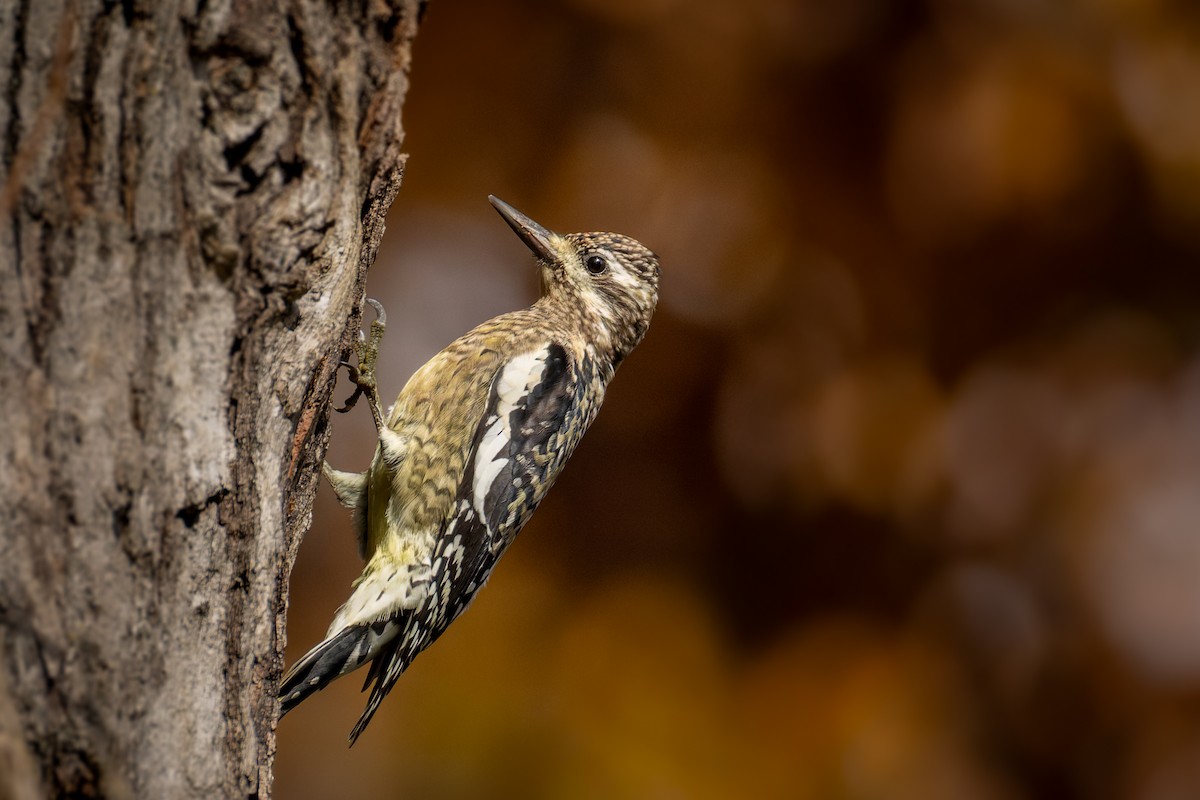 נקר צהוב-בטן - ML644598994