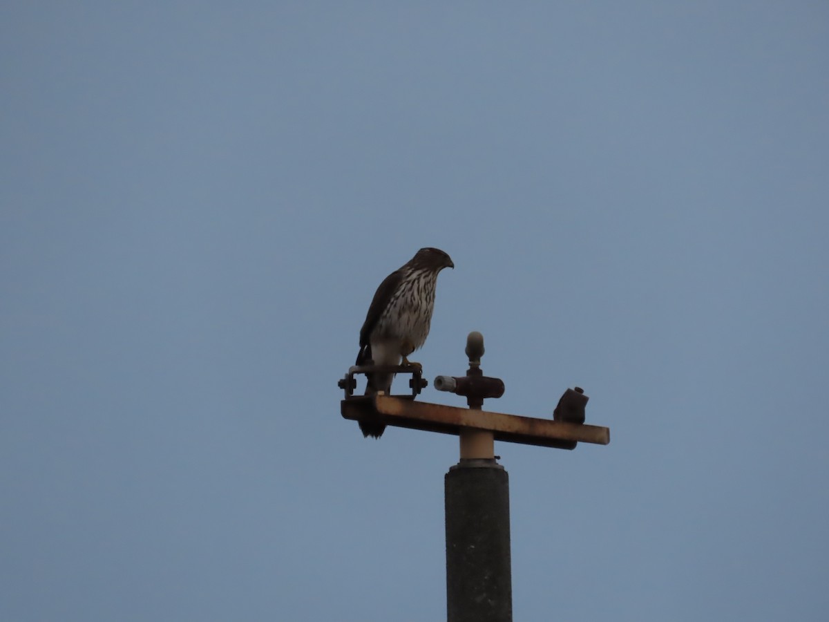 Cooper's Hawk - ML644598997
