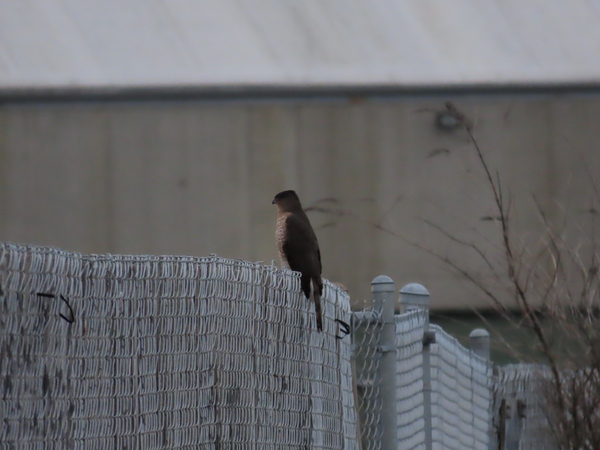 Cooper's Hawk - ML644598998