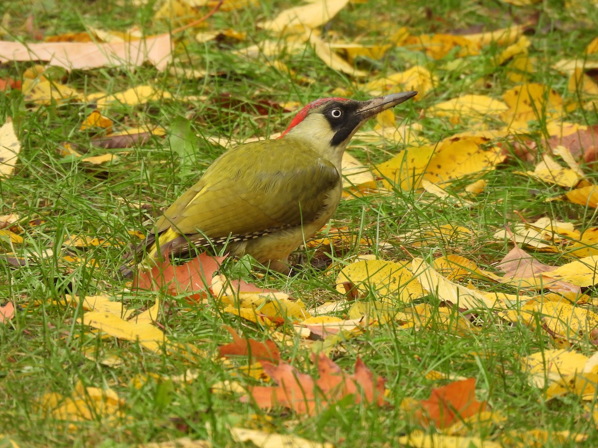 Жовна зелена - ML644598999