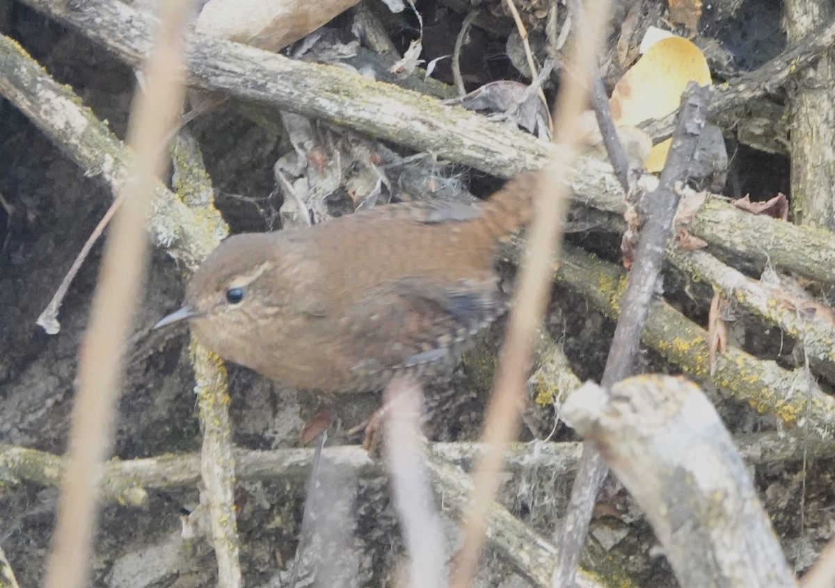 Pacific Wren - ML644599007