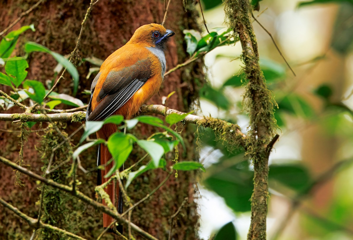 Whitehead's Trogon - ML644599008