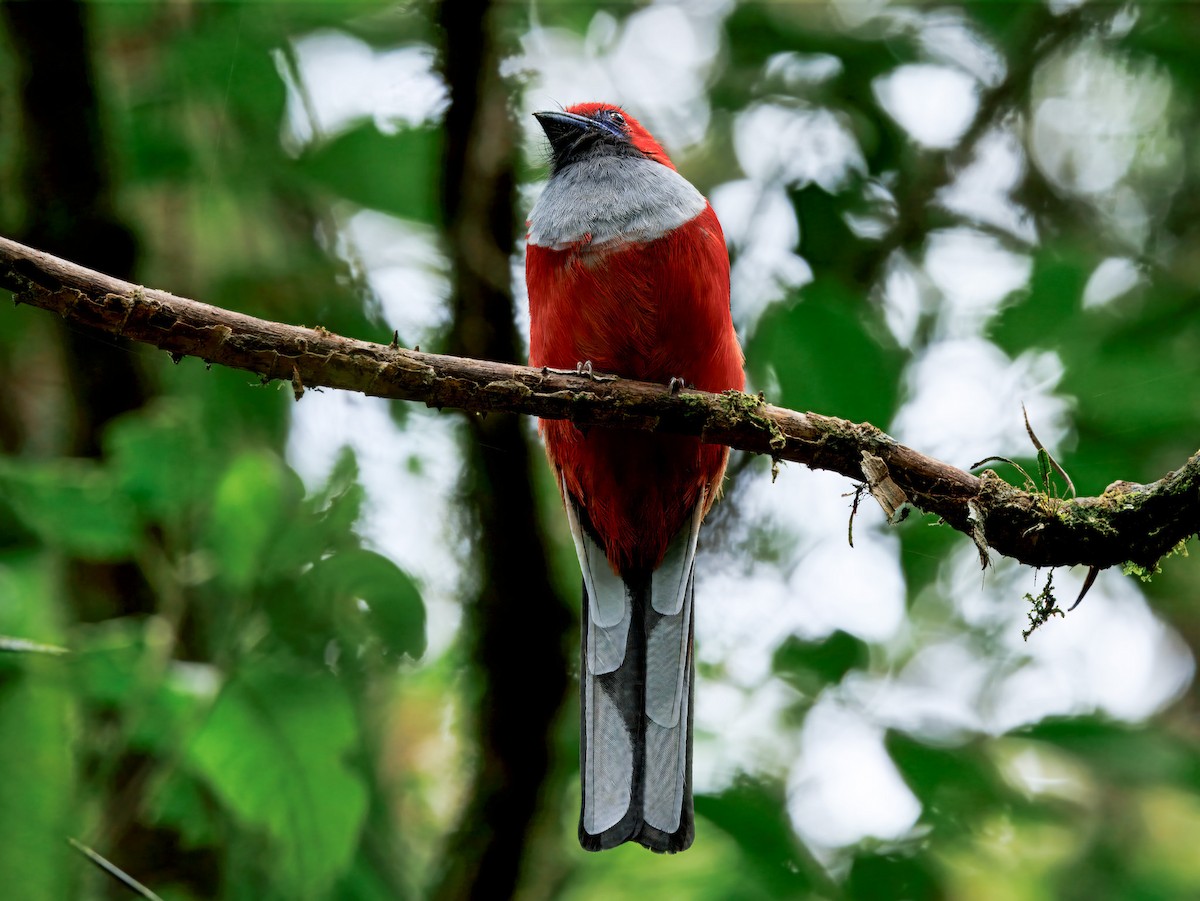 Whitehead's Trogon - ML644599010