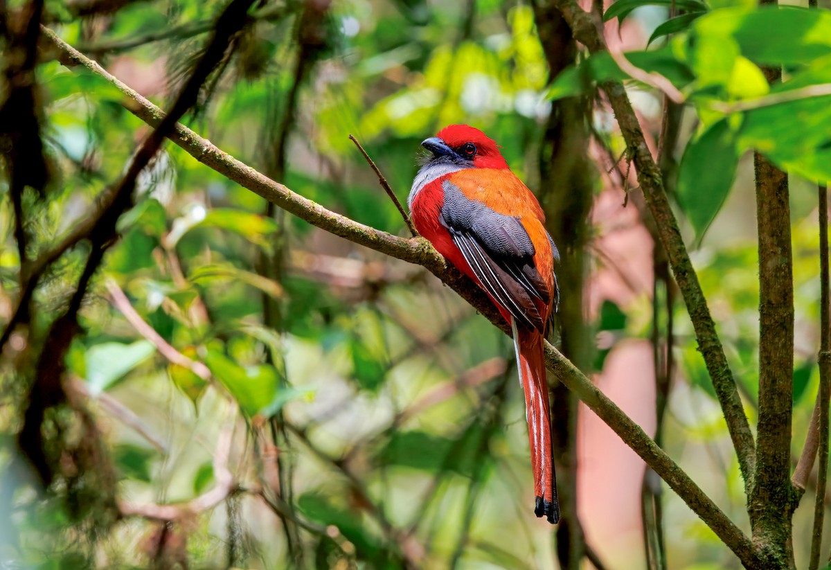 Whitehead's Trogon - ML644599011