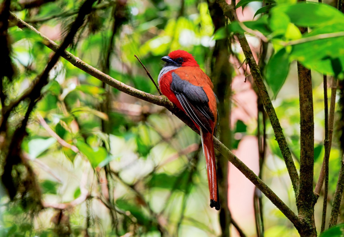 Whitehead's Trogon - ML644599012