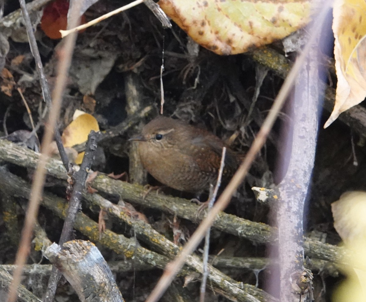 Pacific Wren - ML644599014
