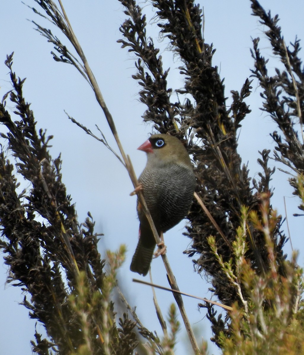 Beautiful Firetail - ML644599030