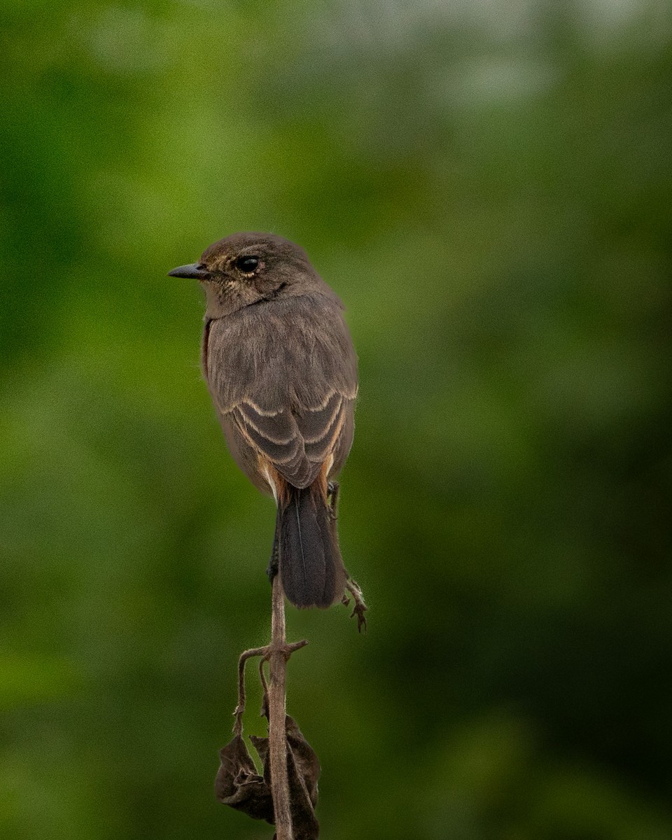 Kara Taşkuşu - ML644599032