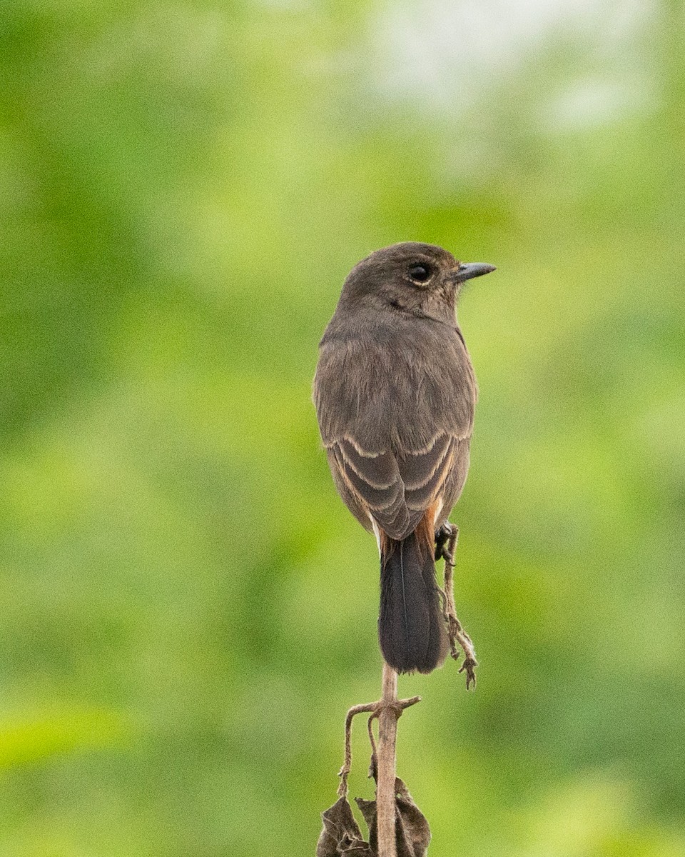 Kara Taşkuşu - ML644599033