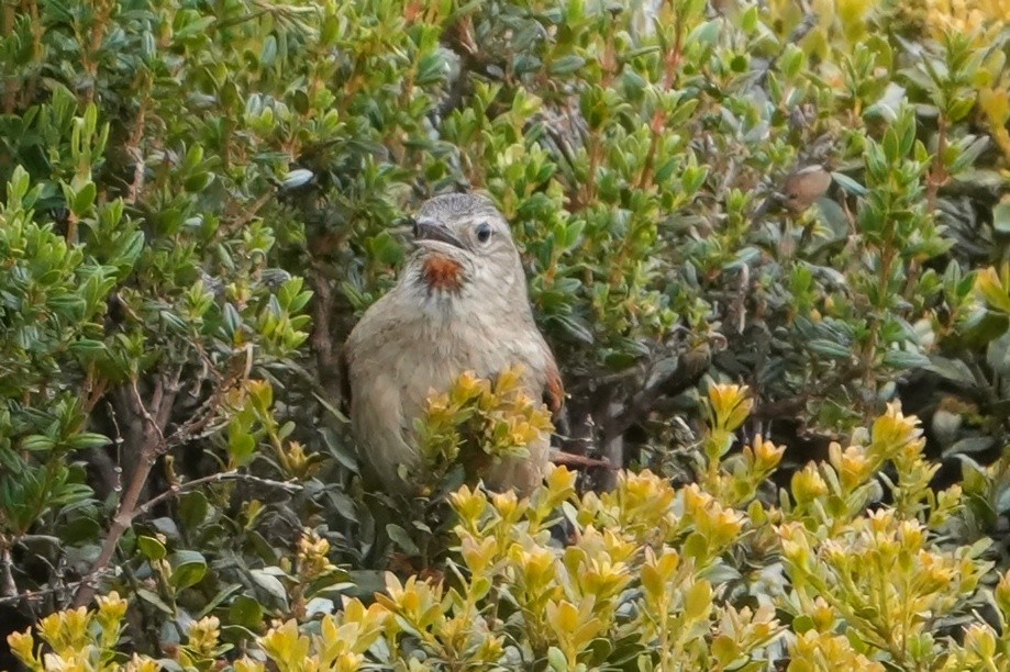 Streak-backed Canastero - ML644599035