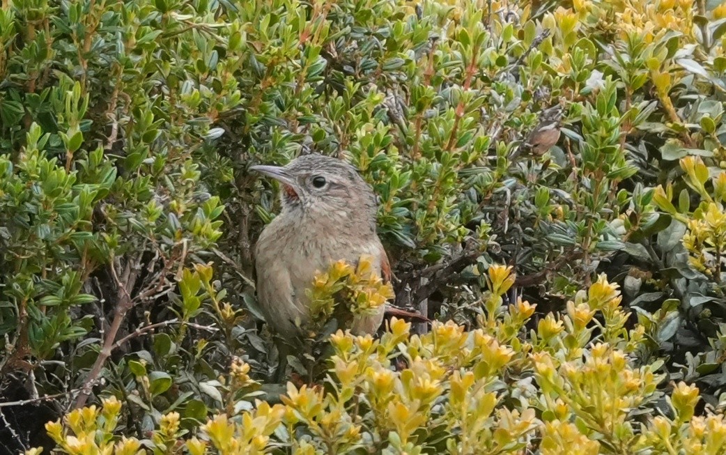 Streak-backed Canastero - ML644599036