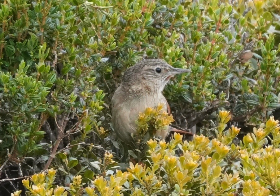 Streak-backed Canastero - ML644599037