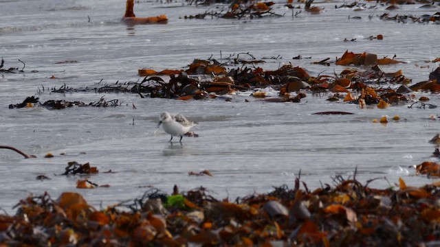 三趾濱鷸 - ML644599039
