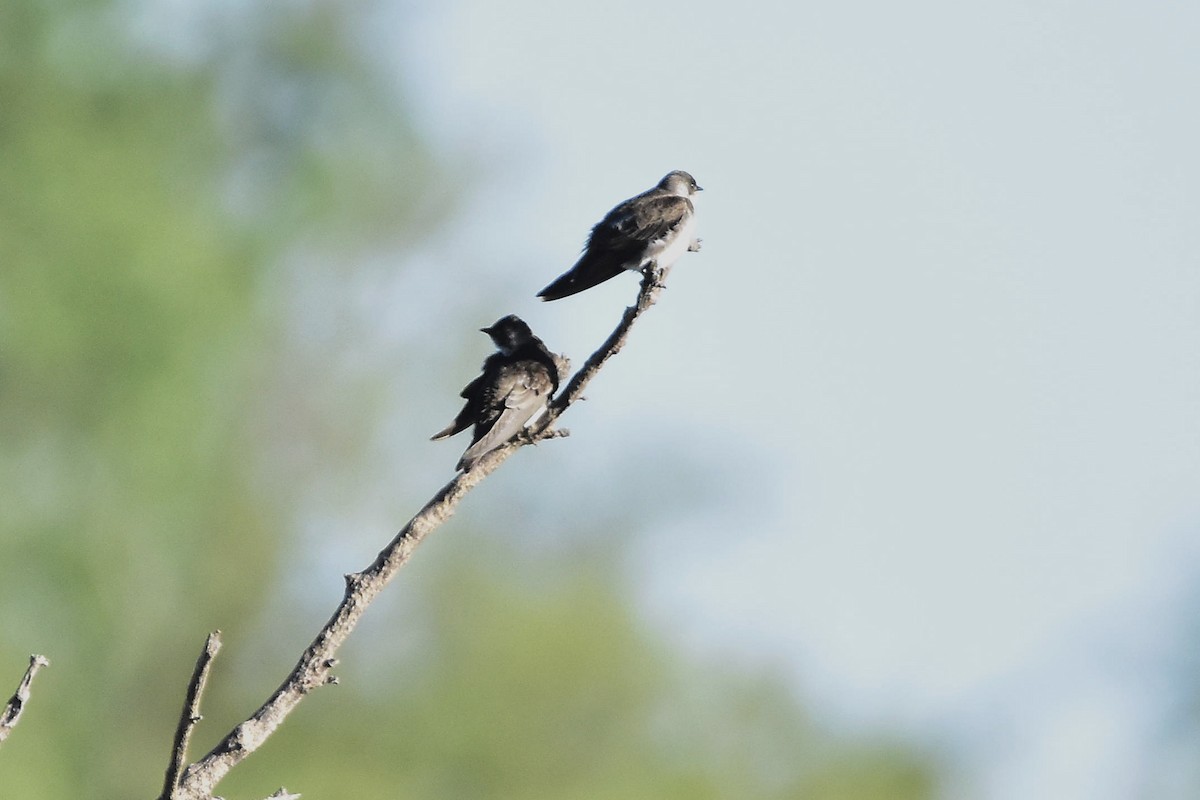 Brown-chested Martin - ML644599046