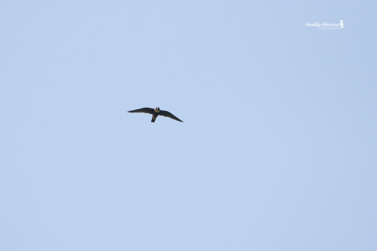 コウモリハヤブサ - ML644599049