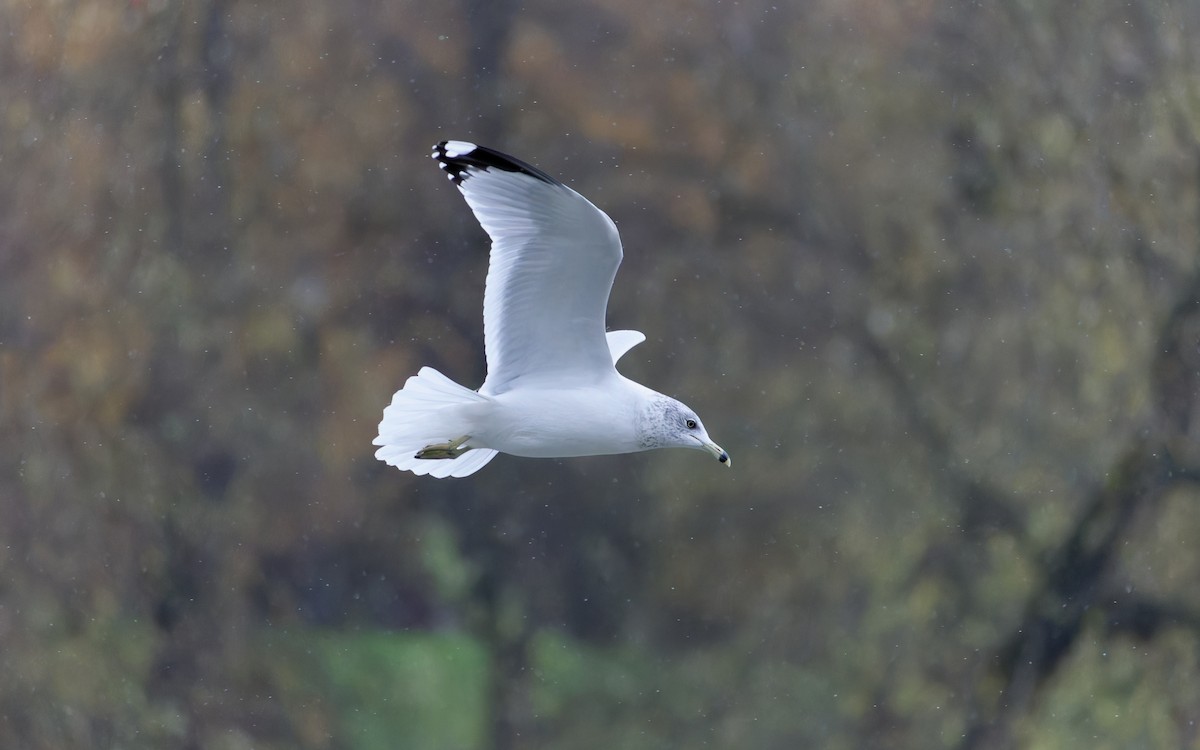 Ring-billed Gull - ML644599055