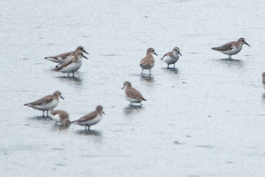 Txirri erdipalmatua - ML644599059