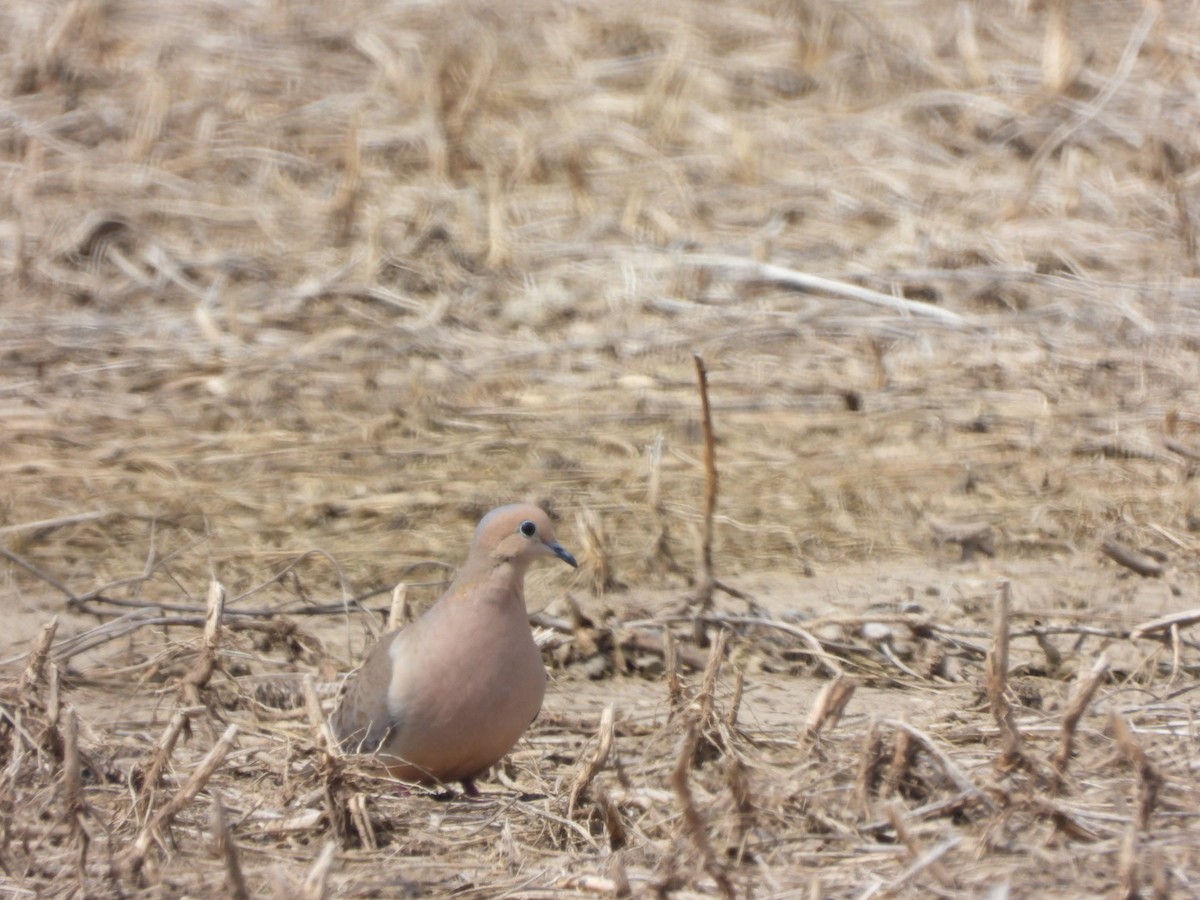 ナゲキバト - ML644599061