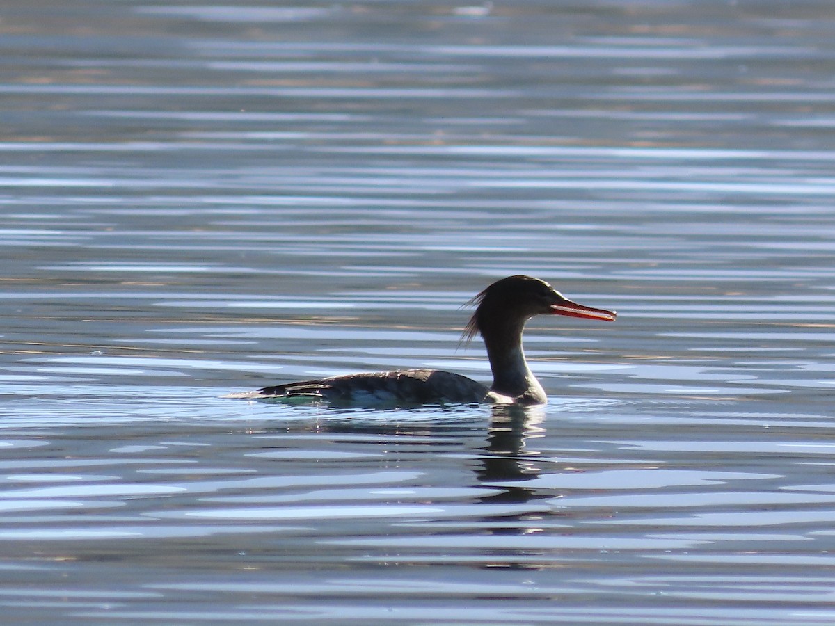 מרגון בינוני - ML644599068