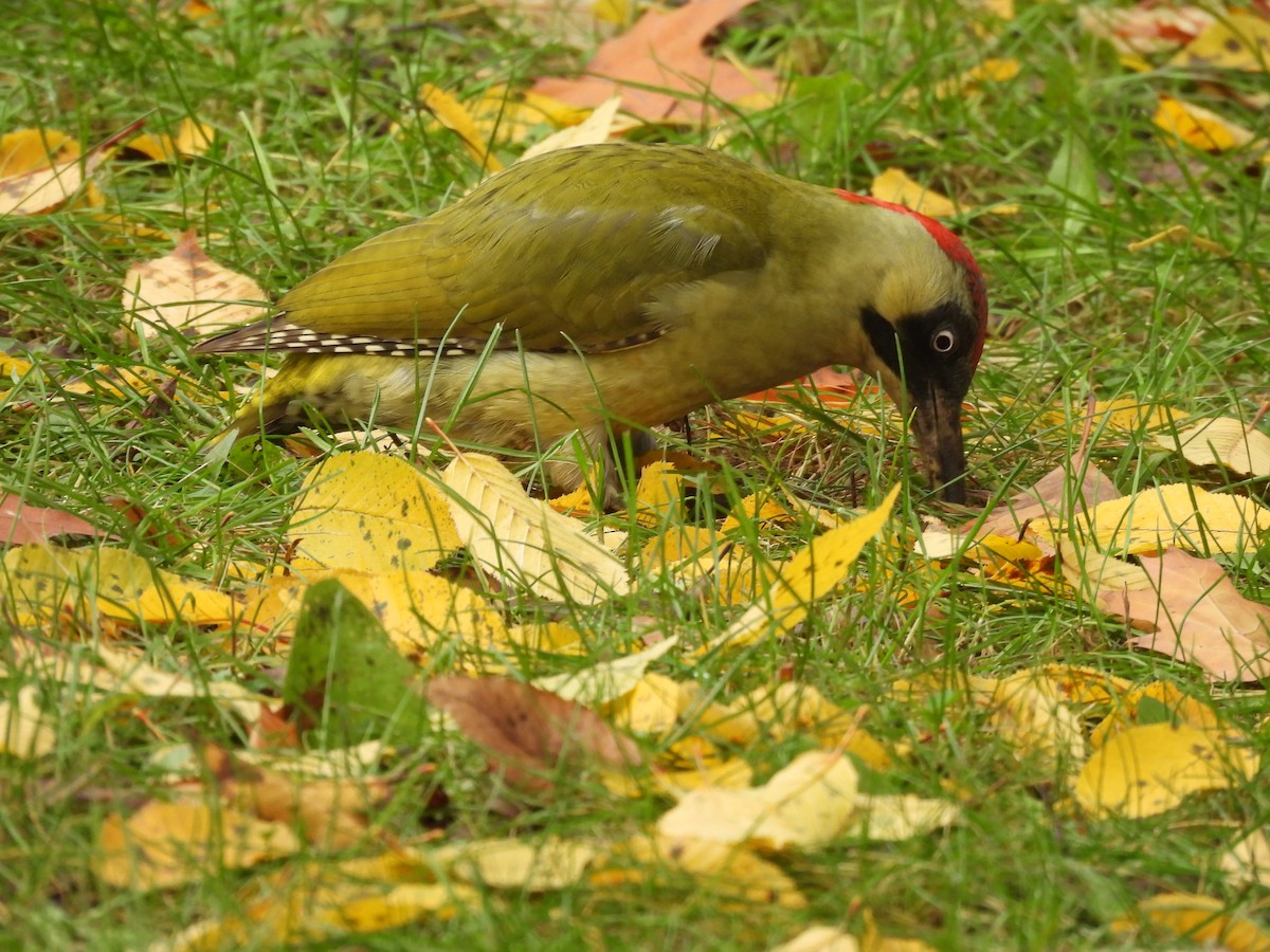 Жовна зелена - ML644599069