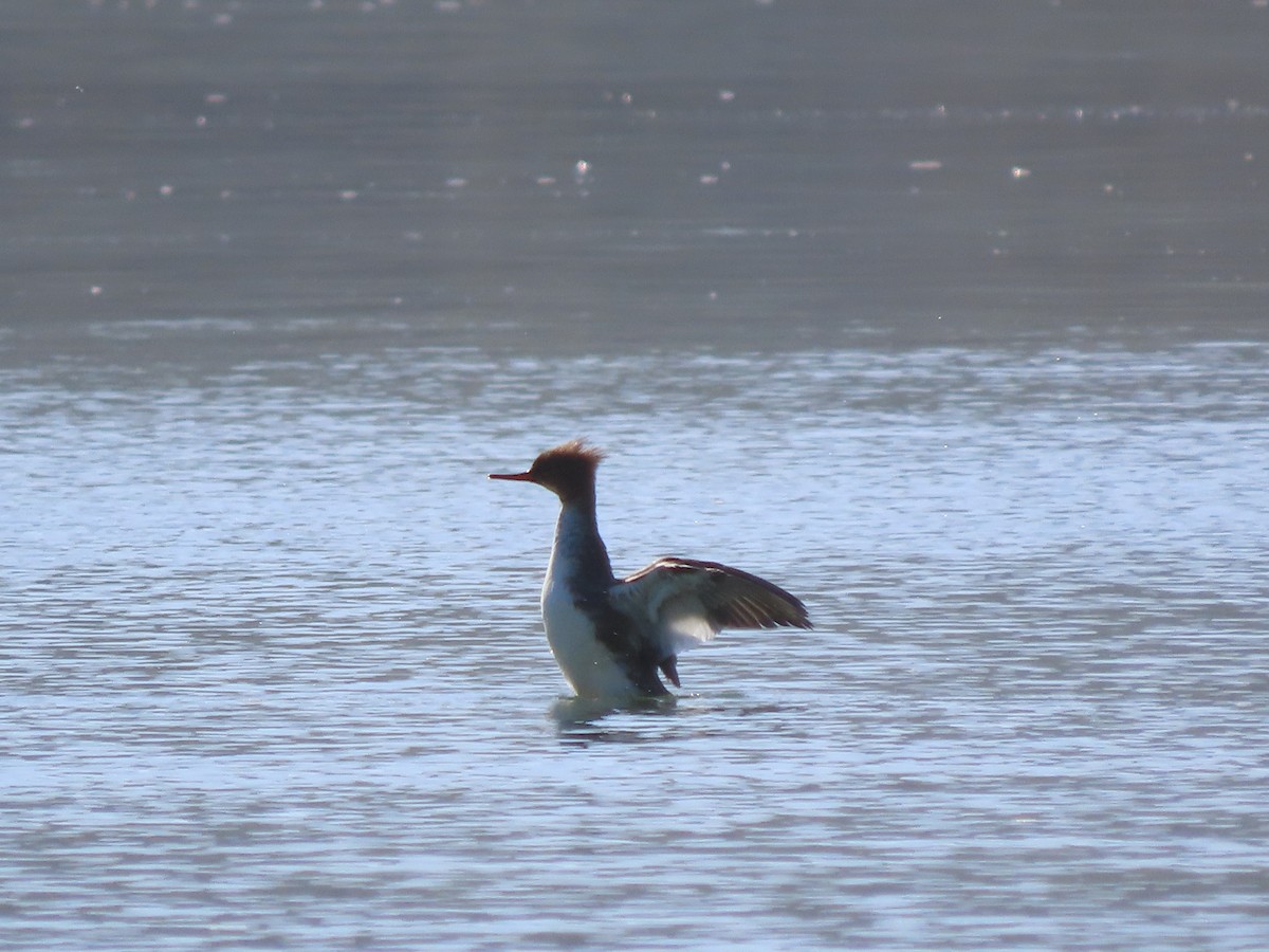מרגון בינוני - ML644599072