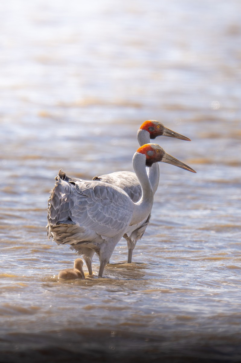 Brolga - ML644599075