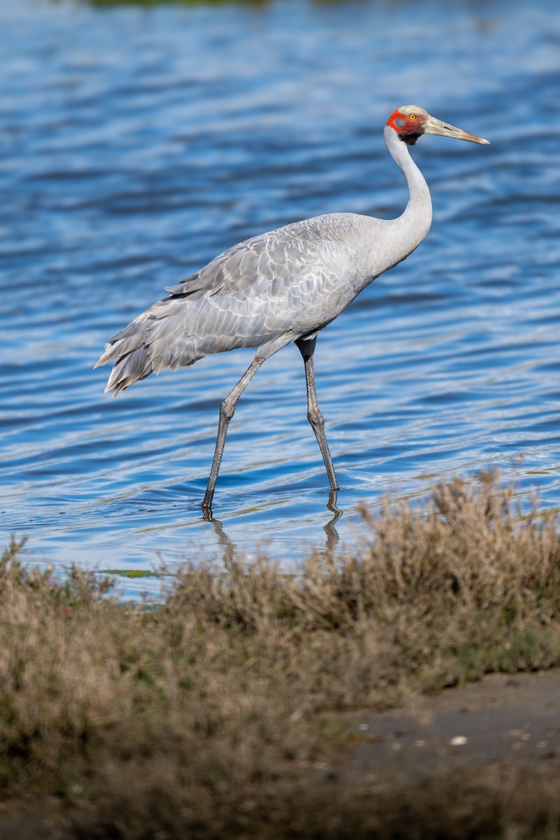 Brolga - ML644599076