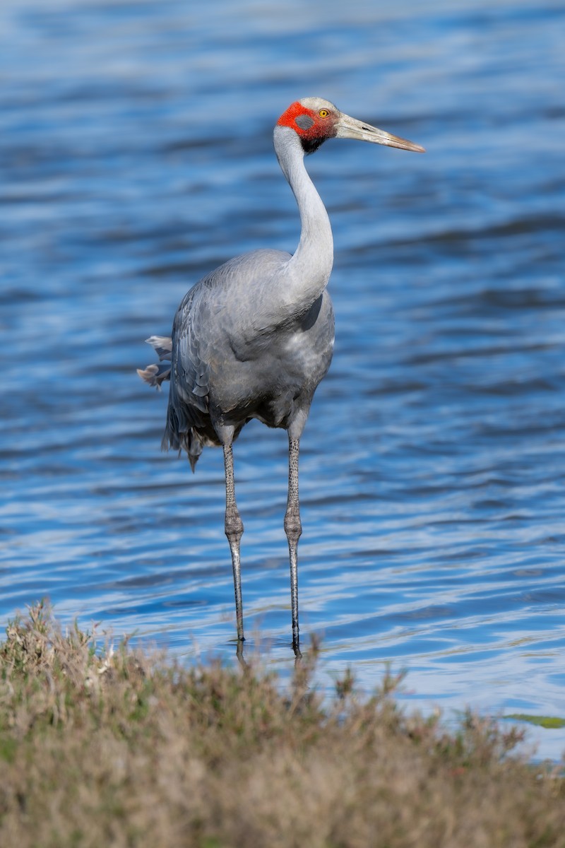 Brolga - ML644599077
