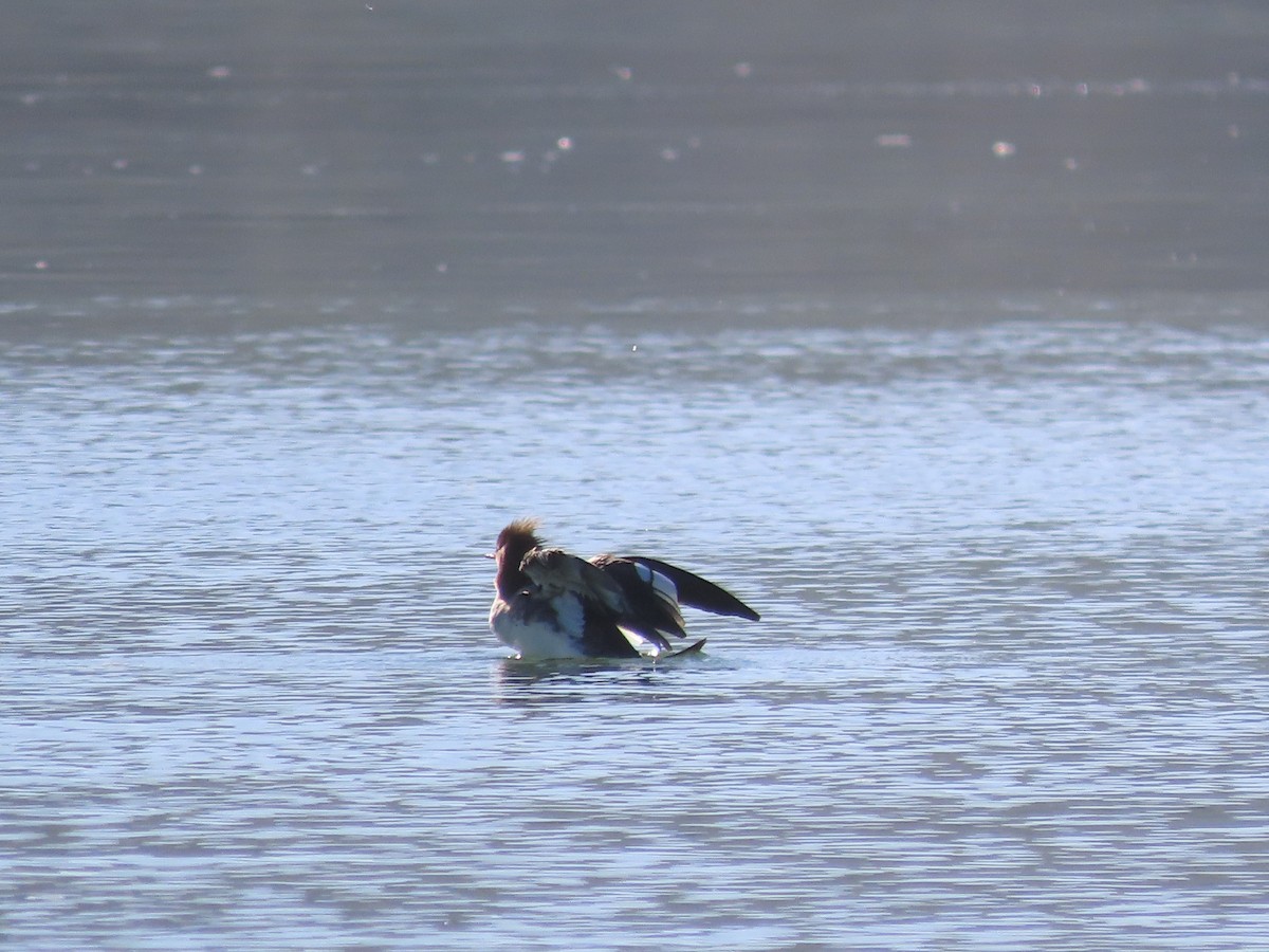 מרגון בינוני - ML644599079