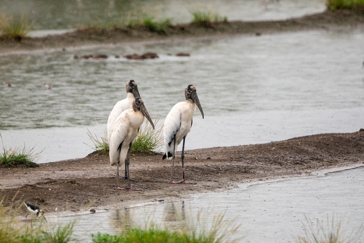 amerikastork - ML644599085