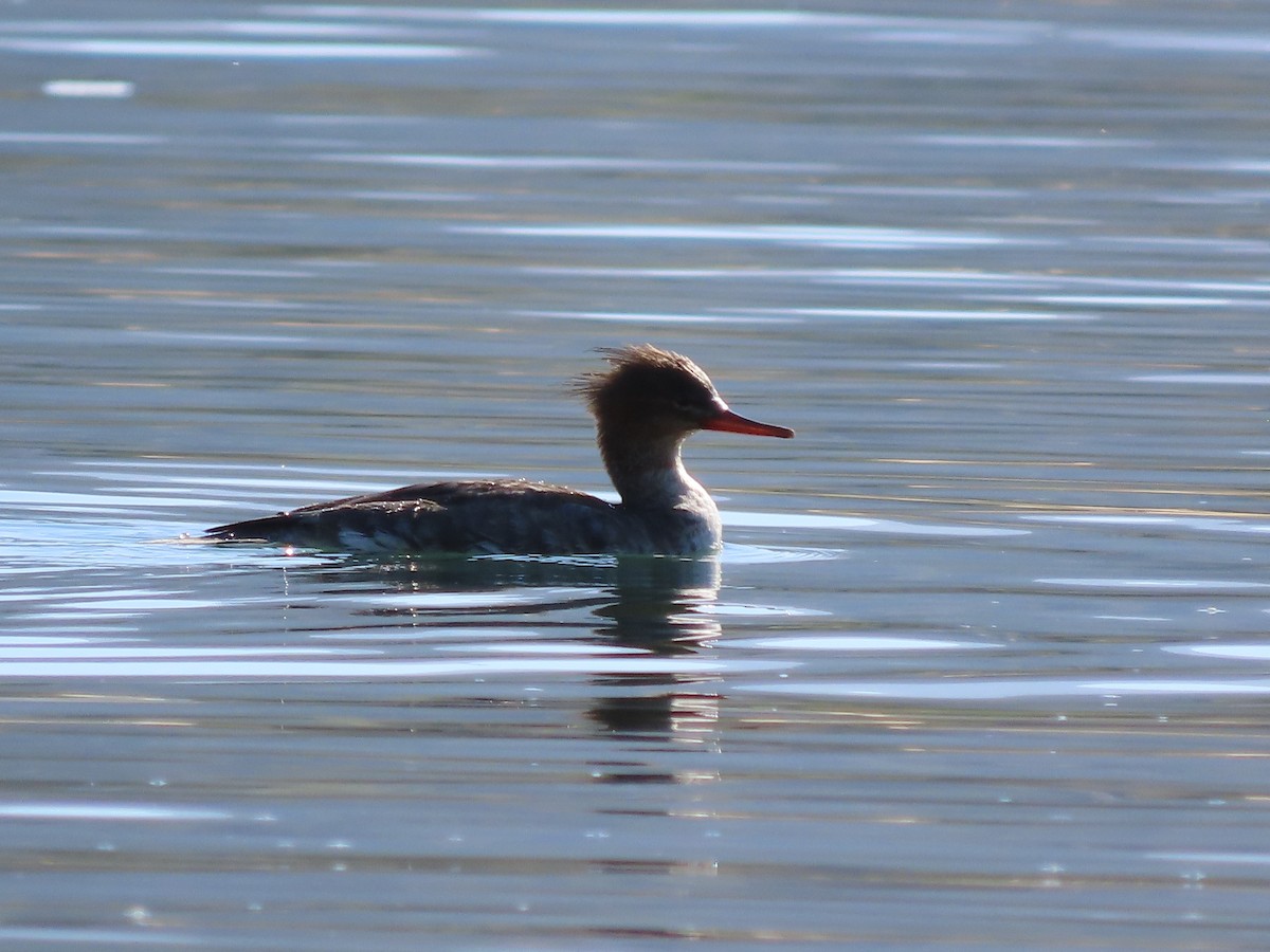 מרגון בינוני - ML644599087