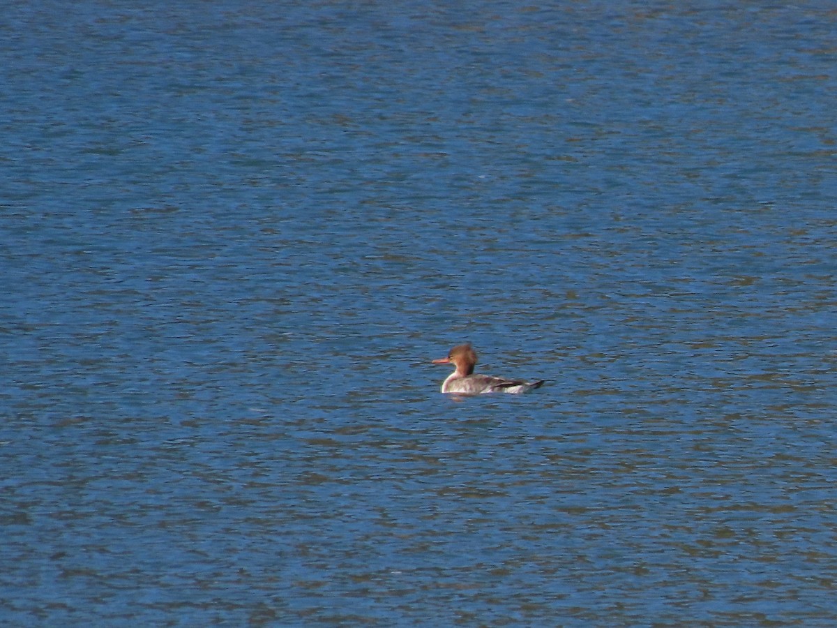 מרגון בינוני - ML644599097