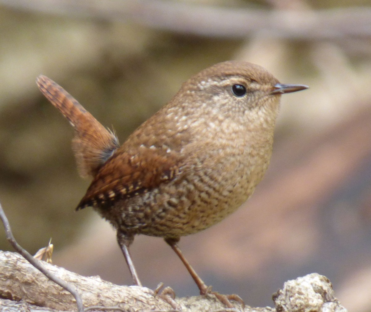 Winter Wren - ML644599099