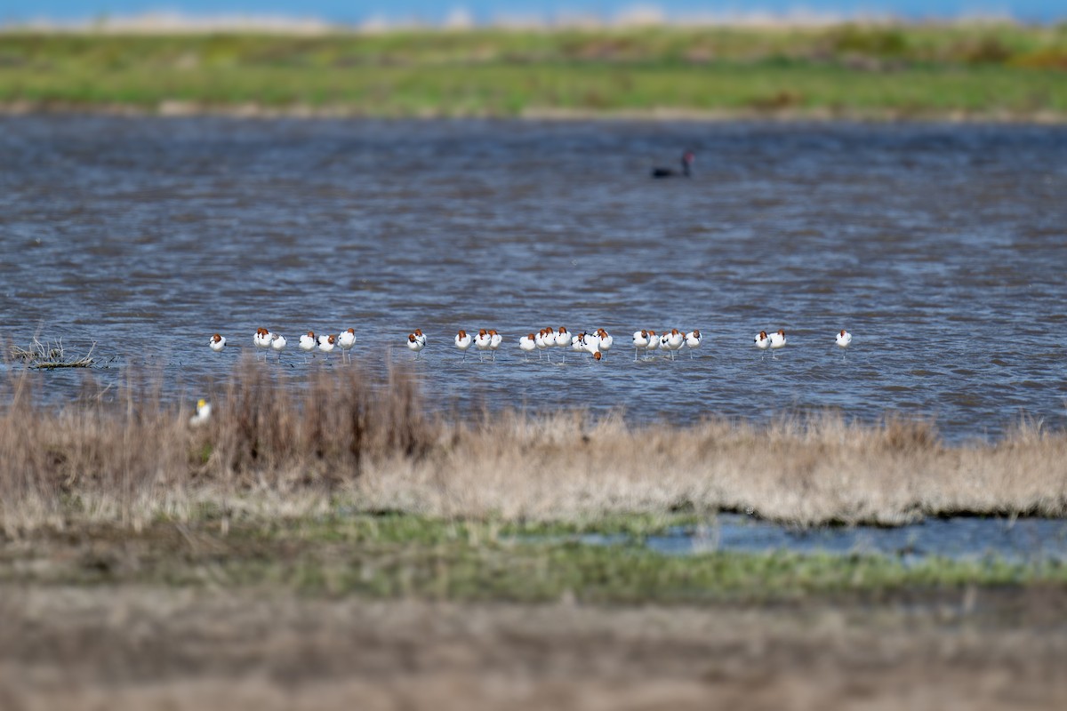 Чоботар австралійський - ML644599100