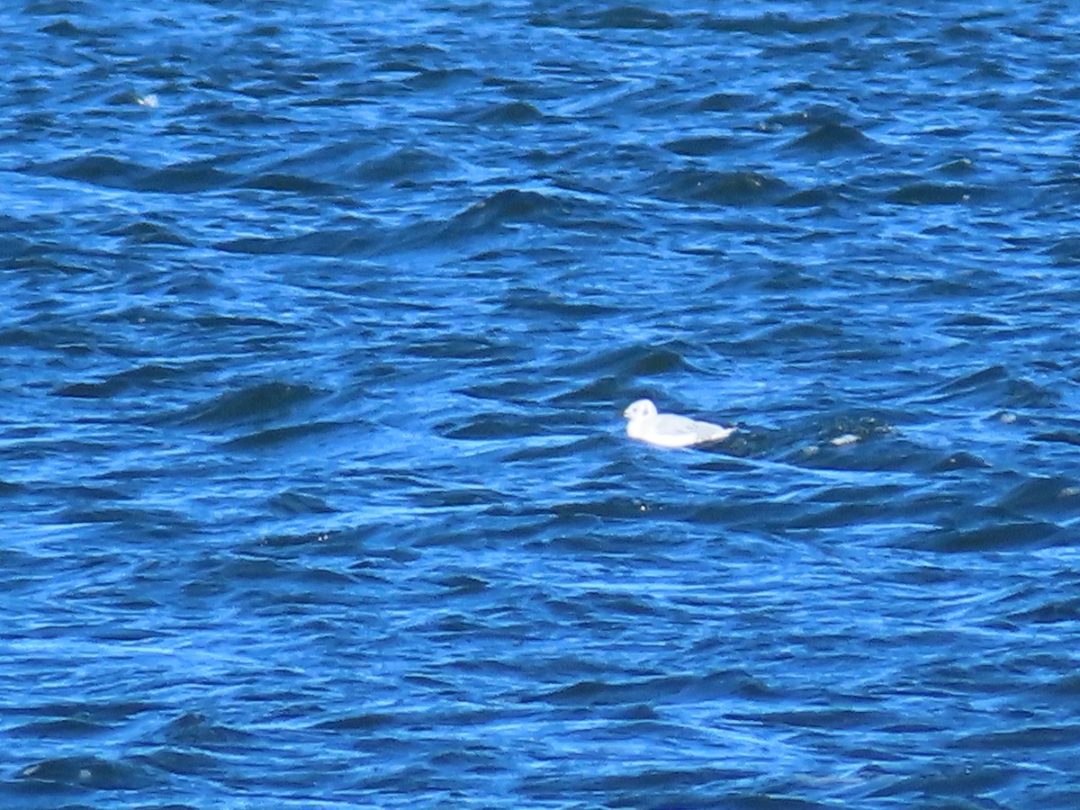 Bonaparte's Gull - ML644599101