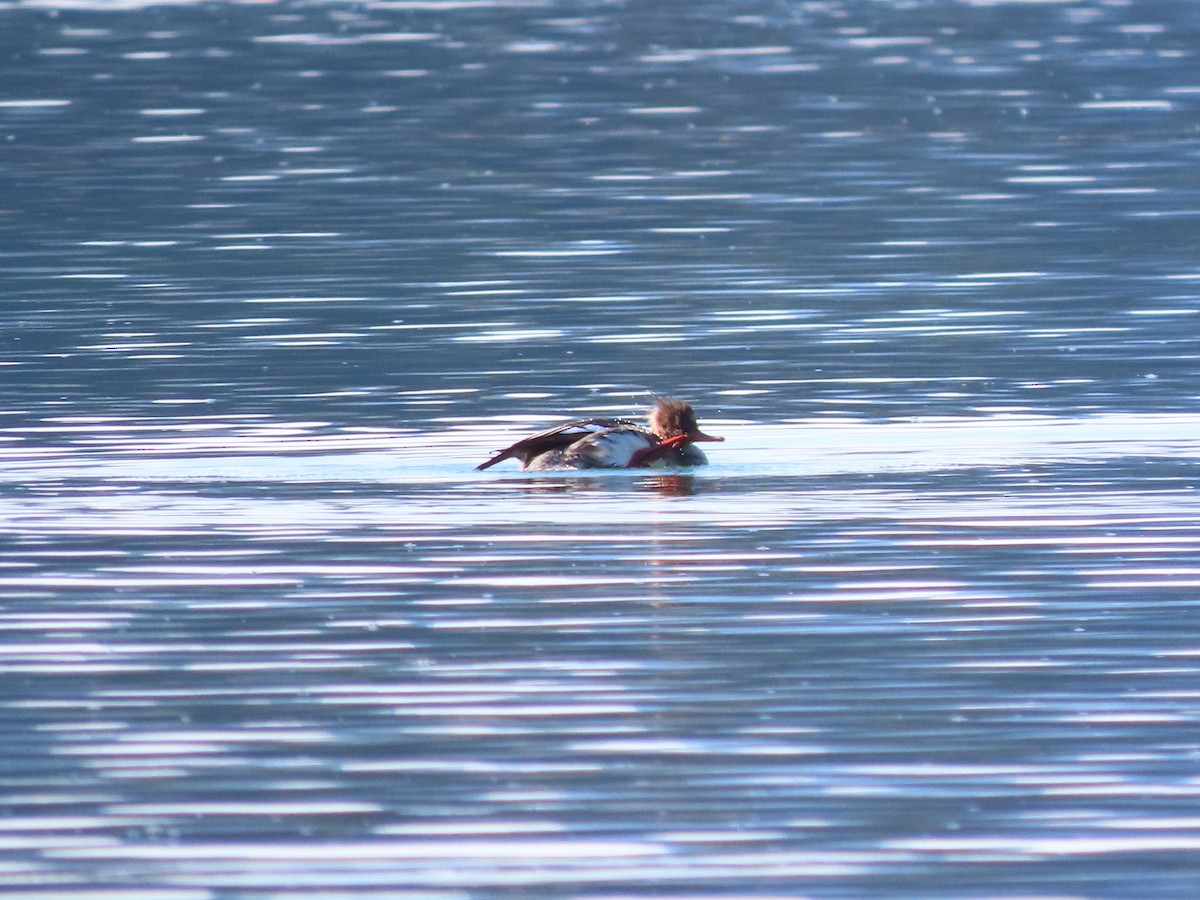 מרגון בינוני - ML644599102