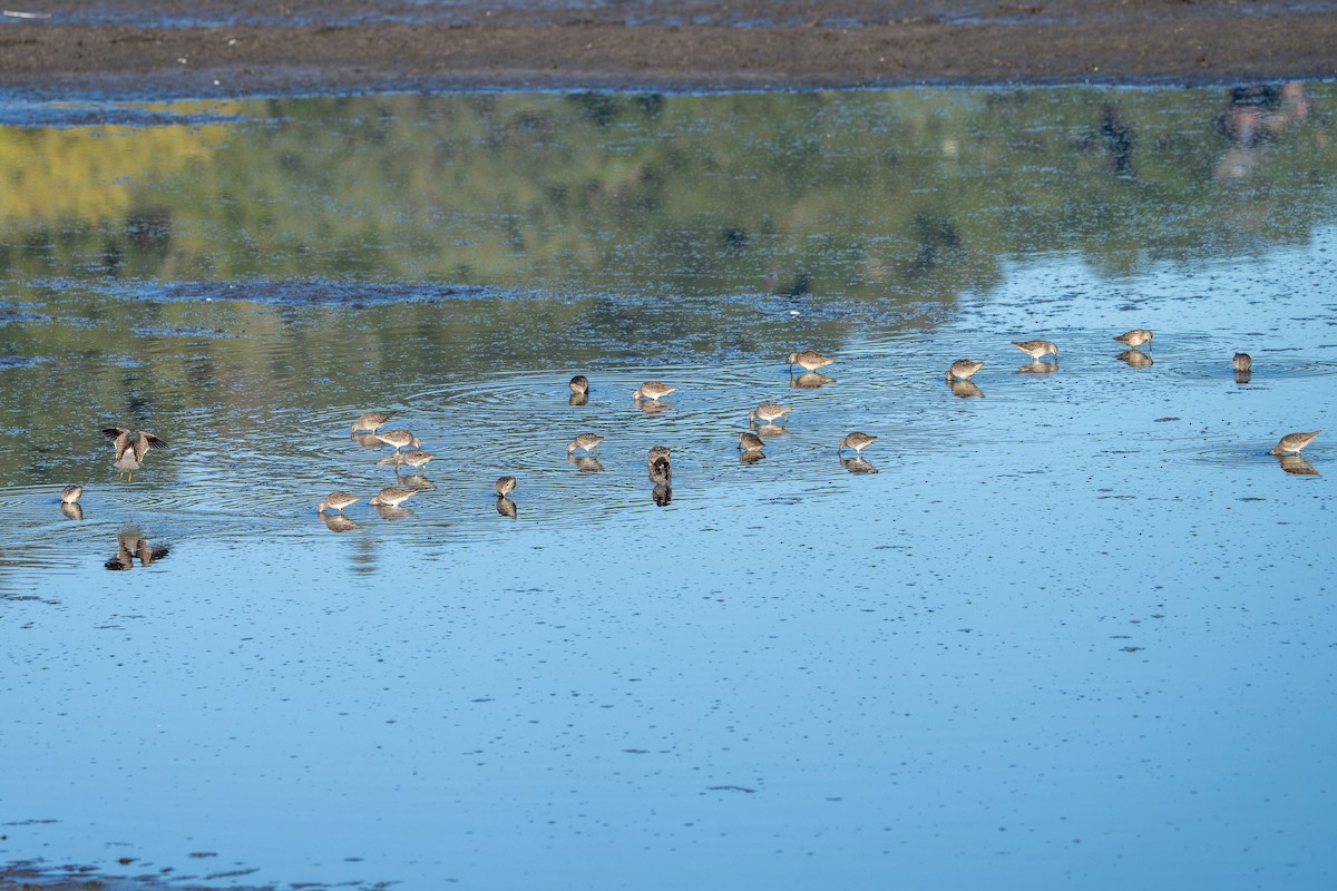 Bécassin à long bec - ML644599103