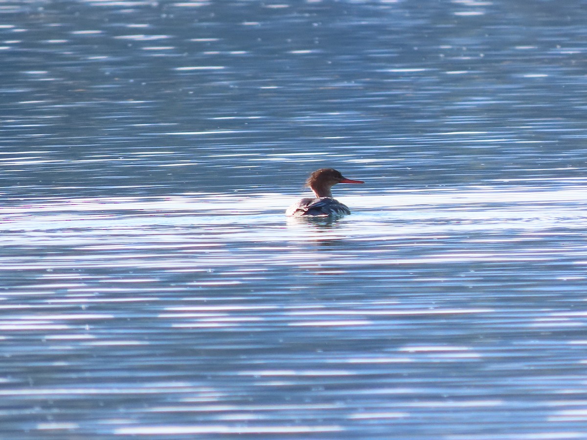 מרגון בינוני - ML644599106