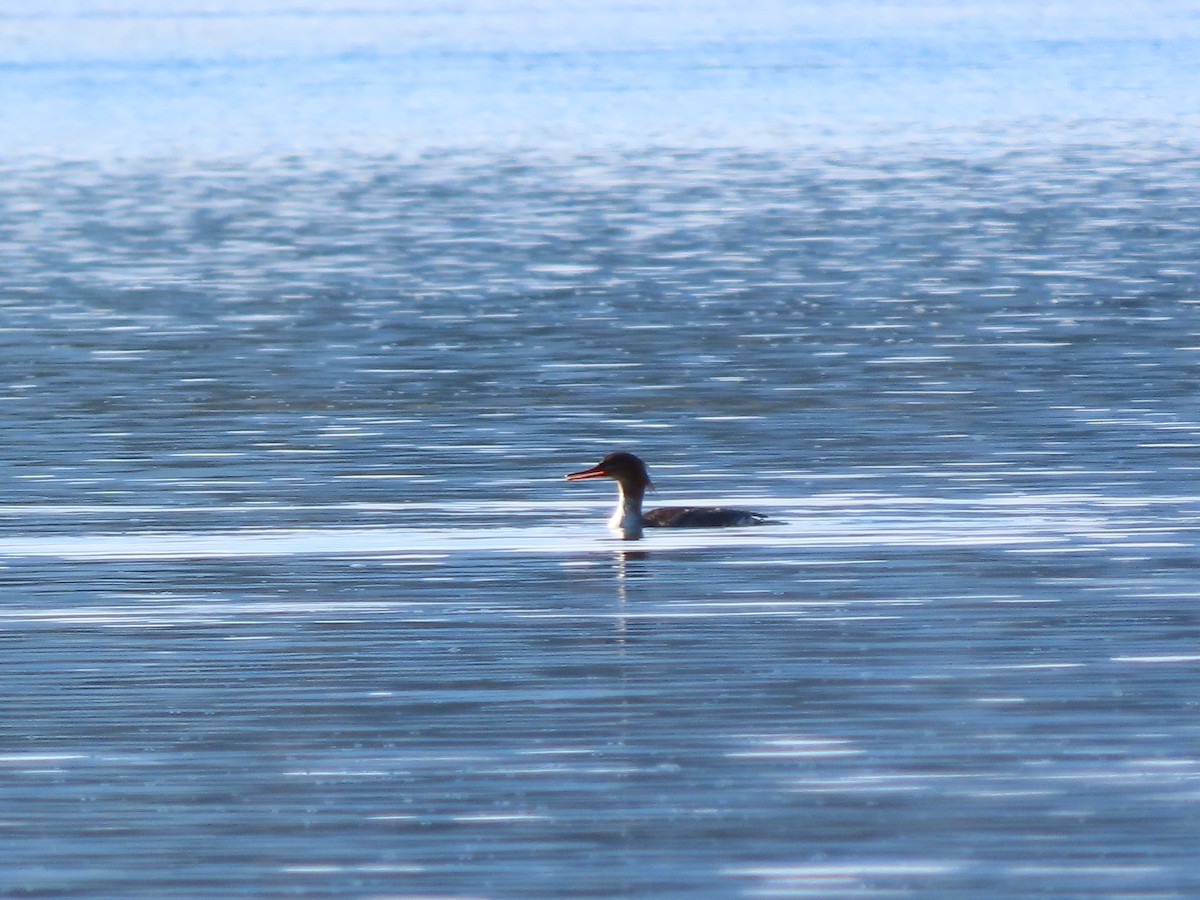 מרגון בינוני - ML644599112